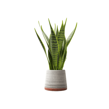 Plant Decor 08