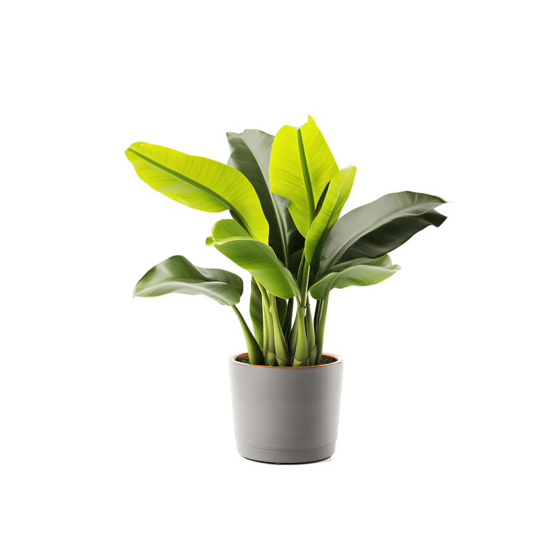 Plant Decor 10